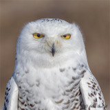 Snowy Owl (F)