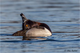  Ring-necked Duck {M}