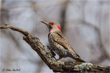 Northern Flicker