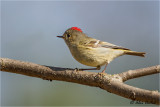 Ruby-crowned Kinglet