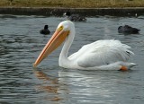  White Pelicans and Canadian Geese - 2012 