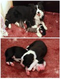 Bettys pups  1 and a half days old