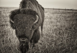 Bison Encounter in Black and White