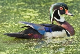 Portrait of a Wood Duck Drake