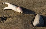 Ragged claw [5024].jpg