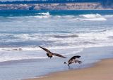 Two birds on the beach [5373].jpg