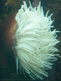 Sea anemone [5657].jpg
