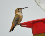 rufous hummingbird BRD5837.JPG
