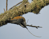 red-breasted nuthatch BRD5710.JPG