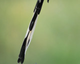scissor-tailed flycatcher BRD6060.JPG