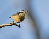 red-breasted nuthatch BRD6026.JPG