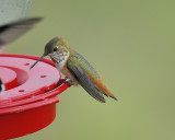 rufous hummingbird BRD5943.JPG