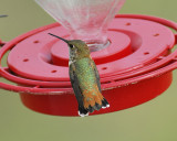 rufous hummingbird BRD5961.JPG