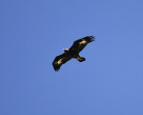 golden eagle BRD6233.JPG