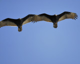 turkey vulture BRD6854.JPG