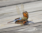 dragonfly monarch BRD7236.JPG