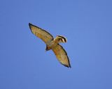 broad-winged hawk BRD7386.JPG