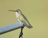 black-chinned hummingbird BRD7875.JPG