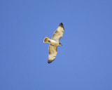 red-tailed hawk BRD8015.JPG