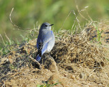 mountain bluebird BRD9168.JPG