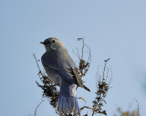 mountain bluebird BRD9178.JPG