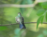 broad-billed hummingbird BRD9735.JPG