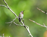 calliope hummingbird BRD9779.JPG