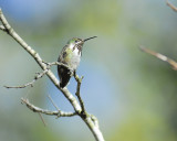 calliope hummingbird BRD9790.JPG