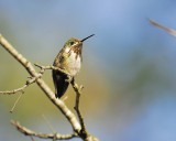 calliope hummingbird BRD9791.JPG