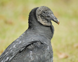 black vulture BRD9923.JPG