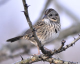 lincolns sparrow BRD9952.JPG