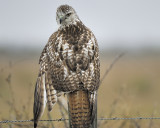 red-tailed hawk BRD0066.JPG