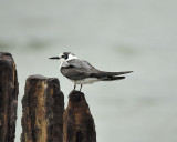 black tern BRD0205.JPG