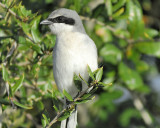 loggerhead shrike BRD0288.JPG