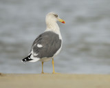 lesser black-backed gull BRD0452.JPG