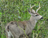 mule deer BRD0621.JPG
