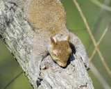 gray squirrel BRD1924.JPG