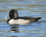 ring-necked duck BRD2278.JPG