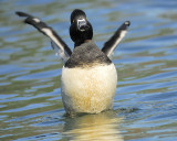 ring-necked duck BRD2297.JPG