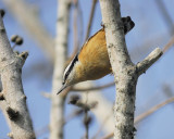red-breasted nuthatch BRD2419.JPG