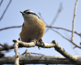 red-breasted nuthatch BRD2411.JPG