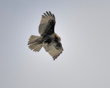 red-tailed hawk BRD2502.JPG