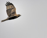 red-tailed hawk BRD2508.JPG