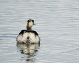 eared grebe BRD1608.JPG