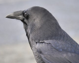 common raven BRD1699.JPG