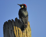 acorn woodpecker BRD1755.JPG
