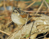 swamp sparrow BRD2641.JPG