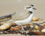 snowy plover BRD2916.JPG