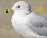 ring-billed gull BRD2951.JPG