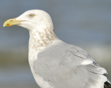 herring gull BRD2985.JPG